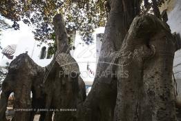 Image du Maroc Professionnelle de  Détai du fameux gigantesque caoutchouc sur lequel  sont plantés des clous par un membre de la famille d’un souffrant sur dans l’espoir de sa guérison. L’arbre est situé près de la koubba du saint Sidi Bousmara sur la Place du même nom dans la Médina de Casablanca. Le saint marabout est visité depuis longtemps par tous ceux qui sont atteint de la rage convergent vers ce lieu et plante un clou sur l’arbre, ou sur le mur Est dans l’attente d’un rétablissement. La légende raconte qu’un vieux pèlerin à la barbe blanche drapé de blanc frappa alors le sol avec son bâton et une source jaillit du sol. Il s’installe à Casablanca au milieu du cimetière et plante un caoutchouc qui devint rapidement gigantesque. Jeudi 13 Octobre 2016. (Photo / Abdeljalil Bounhar) 